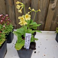 Echte  Schlüsselblume, Primula elatior, Wildstaude Schleswig-Holstein - Neuenbrook Vorschau