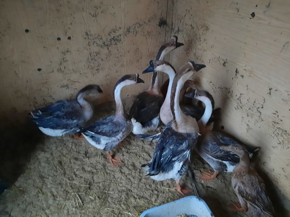 Verkaufe meinen Höckergans Ganter in Steinwiesen