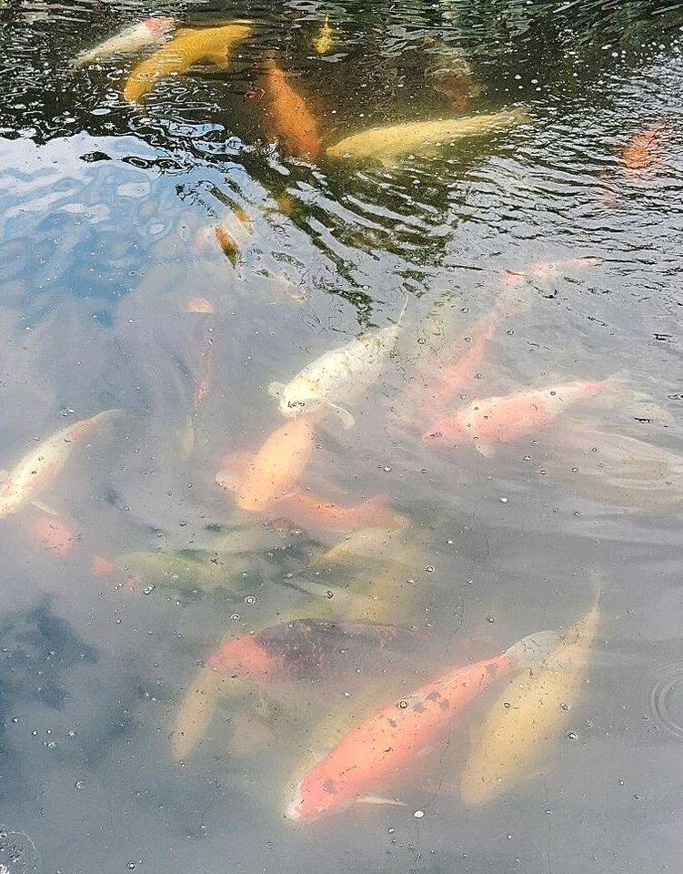 Koi Fische abzugeben in Perleberg