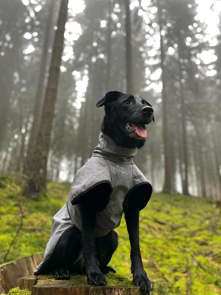 Tagesbetreuung für meinen Hund Hundesitting Hundebetreuung in Bonn