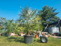 Chamaerops Humilis Zwergpalme Palme Winterhart Niedersachsen - Sehnde Vorschau