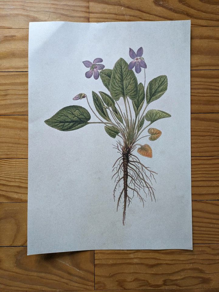 Poster Zeichnung Veilchen - Botanik, Vintage, Boho, Deko in Saarbrücken