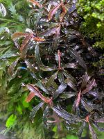 Bucephalandra sp. "Kedagang" Rheinland-Pfalz - Mainz Vorschau