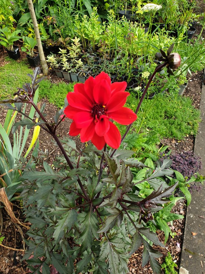 Dahlie Knollen 'Bishop of Llandaff' rote Blüte rötliches Laub in Paderborn