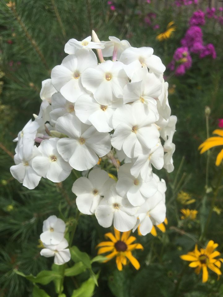 Phlox Staudenphlox verschiedene Blütenfarben Flammenblumen in Steina