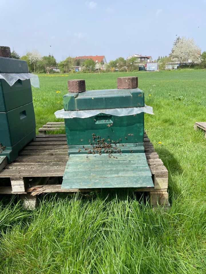 Bienen Volk abzugeben 2 Stück Bienenvölker Imker in Fulda