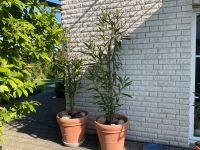 Oleander groß 200 cm mediterrane Pflanze Blüte Pink Nordrhein-Westfalen - Sendenhorst Vorschau