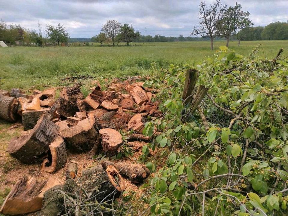 Suche - Kaminholz, Brennholz, Stammholz, Holz, Baum in Duisburg