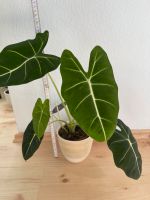 Alocasia Frydek Sachsen-Anhalt - Schönebeck (Elbe) Vorschau