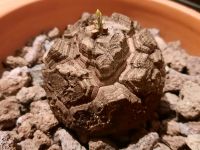 Dioscorea elephantipes MIT AUSTRIEB, Caudex, Schildkrötenpflanze! Kiel - Mitte Vorschau