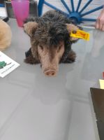 Steiftier Wildschwein Nordrhein-Westfalen - Geilenkirchen Vorschau