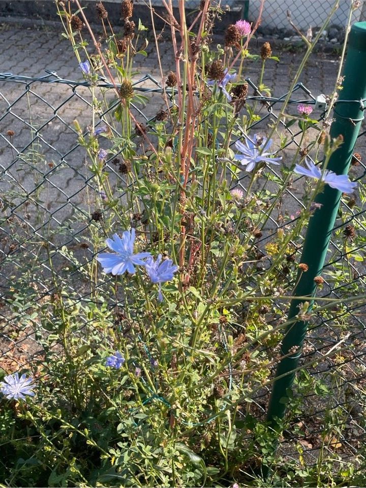 30 Samen Wegwarte, Wildblumen Insekten Schmetterling Garten Biene in Baldham