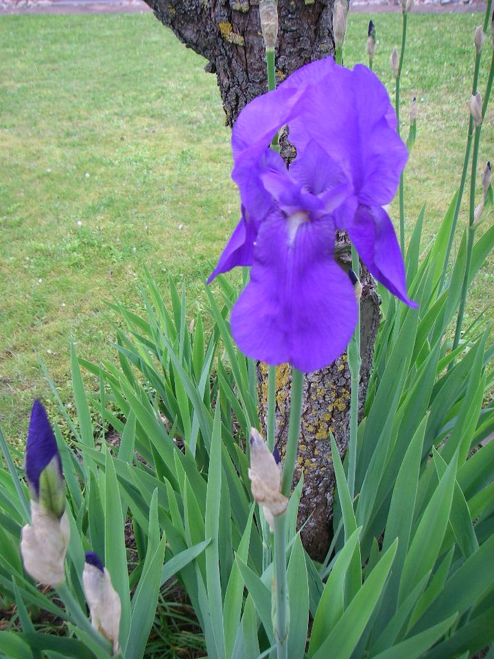 Schwerlilien Lilie Gartenpflanze Garten Pflanze lila in Niedernberg