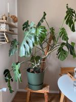 Monstera XL 160cm hoch Niedersachsen - Ilsede Vorschau