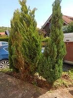 Thuja 2m-2,50m 3 Stück Baden-Württemberg - Külsheim Vorschau