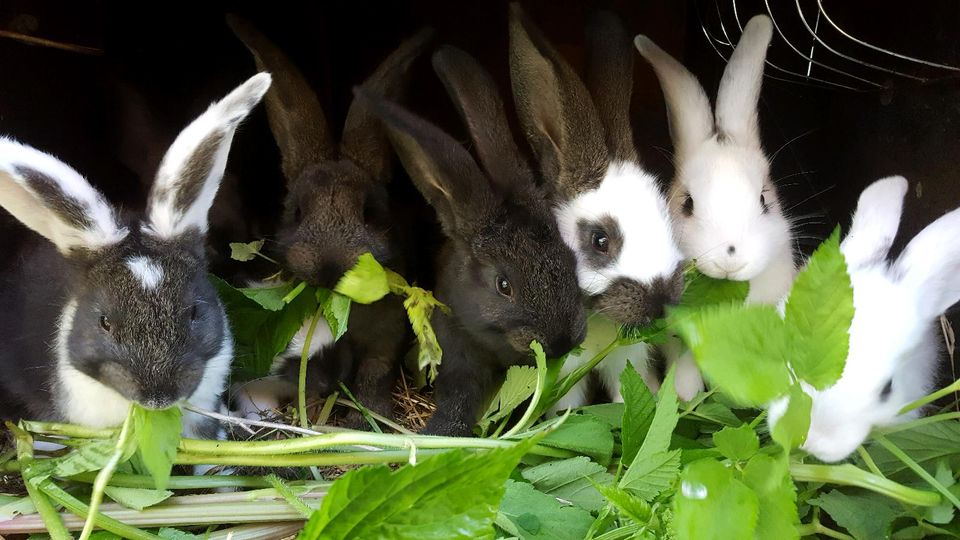 Kaninchen Riesenschecke Mix in Weitendorf Laage