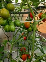 BIO Russische Tomatensamen Zebra 10 Samen 2€ Duisburg - Walsum Vorschau