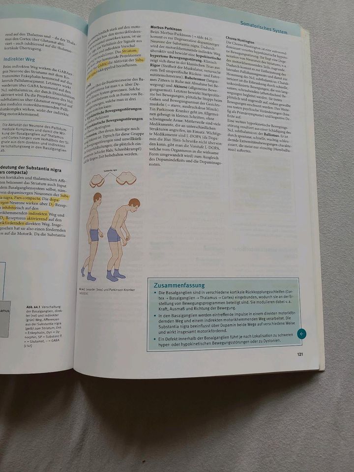 Neuroanatomie Basics 2. Auflage in München