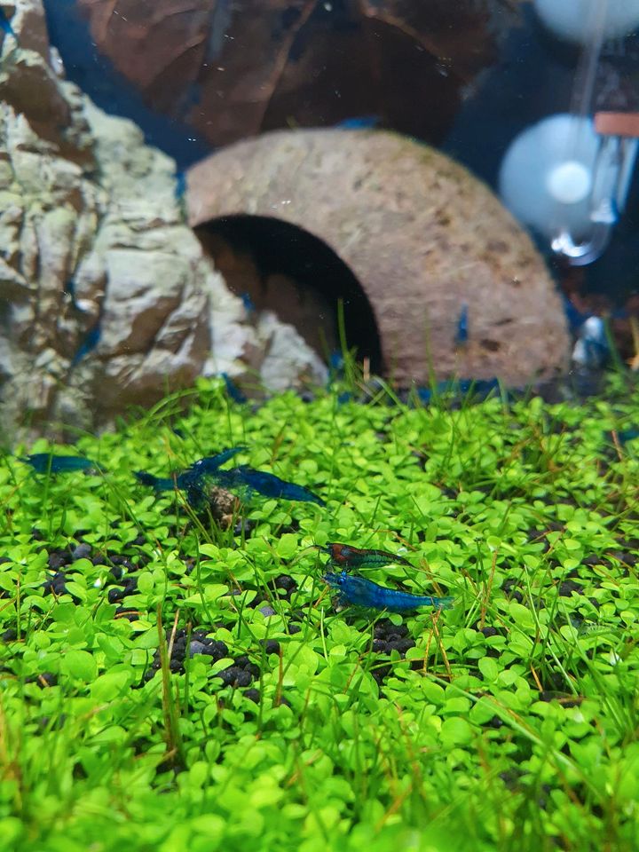 Neocaridina Davidi  Blue dream Garnelen in Sarlhusen