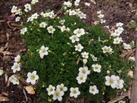 Moossteinbrech Schneeteppich winterhart Staude Saxifraga arendsii Hessen - Liebenau Vorschau