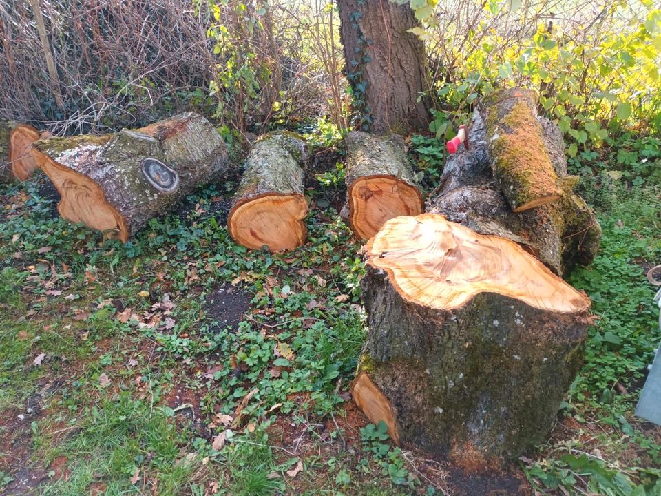 Holz Kirschbaum zu verkaufen in Haimhausen