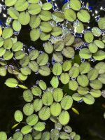 Salvinia natans , Aquarium schwimmende Pflanze Berlin - Spandau Vorschau