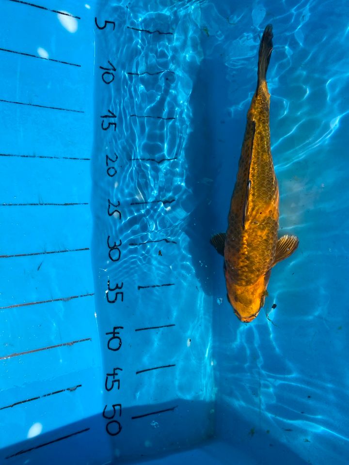 2 Kois Fische ca.  37-40 cm in Meppen