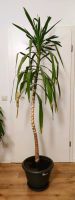 Yucca Palme Palmlilie Zimmerpflanze Dresden - Pieschen Vorschau