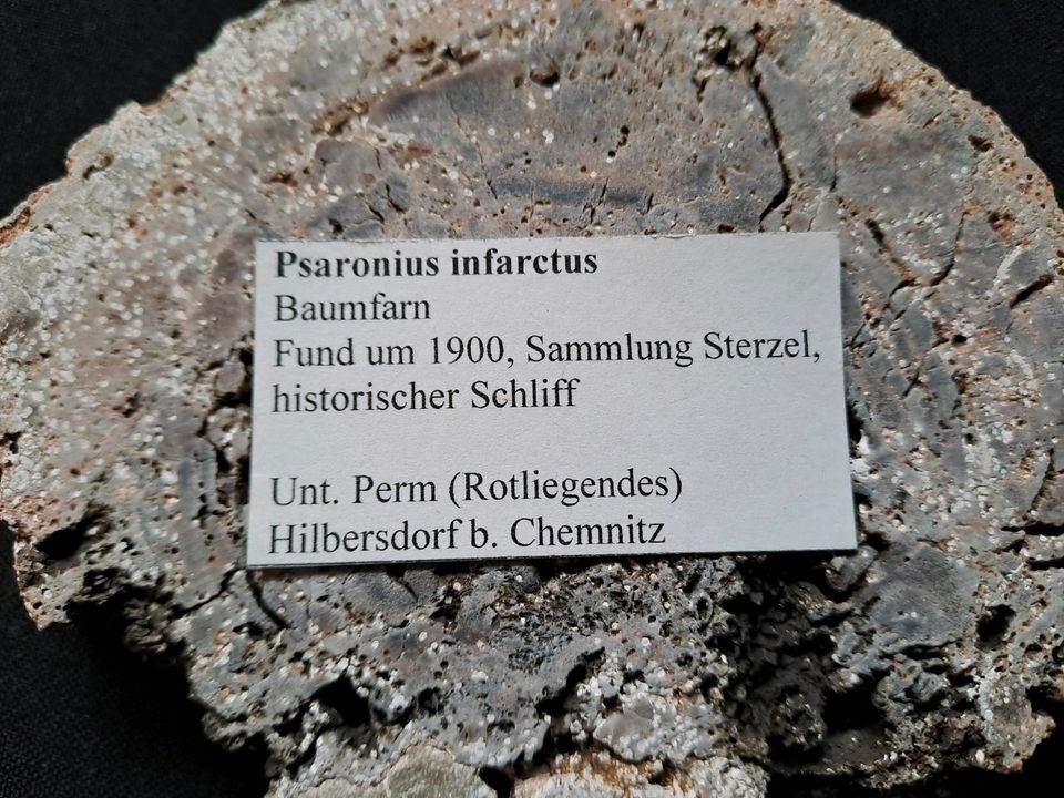 Versteinertes Holz, Psaronie, Chemnitz in Zeitz