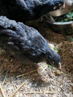 8 Krüpper seltene Hühnerrasse Sachsen-Anhalt - Billroda Vorschau