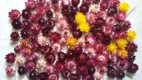 50 Strohblumen Trockenblumen Basteln Deko Nordrhein-Westfalen - Brakel Vorschau