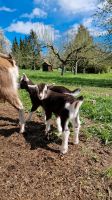 Thüringer Waldziege Twz Lämmer Bock Ziege Zicklein Baden-Württemberg - Wernau Vorschau