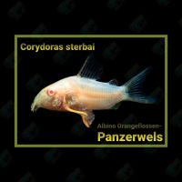 Albino Orangeflossen Panzerwels Panzerwelse Corydoras sterbai Dortmund - Schüren Vorschau