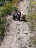 Hundebetreuung / Gassi gehen Niedersachsen - Neustadt am Rübenberge Vorschau