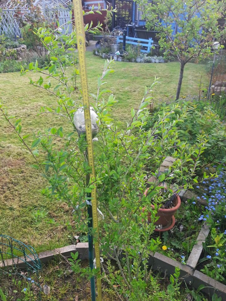 TAUSCH Lycium barbarum Goji-Beere Wolfsbeere gegen Hortensienerde in Hamburg