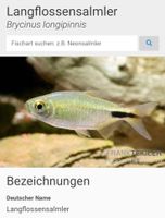 15 Langflossensalmler Brycinus longipinnis Hessen - Bickenbach Vorschau