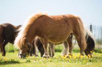 Minishetty Stute, Stutbuch 1 Schleswig-Holstein - Nordstrand Vorschau