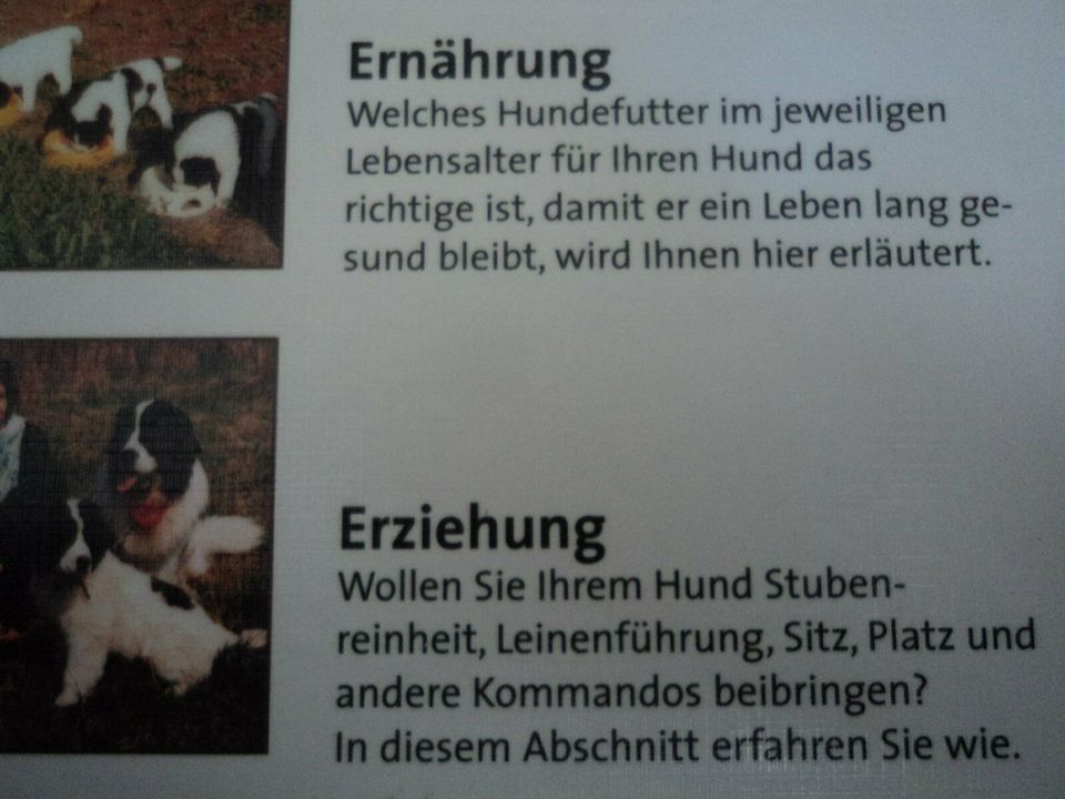 Mein gesunder Neufundländer und Landseer in Am Mellensee