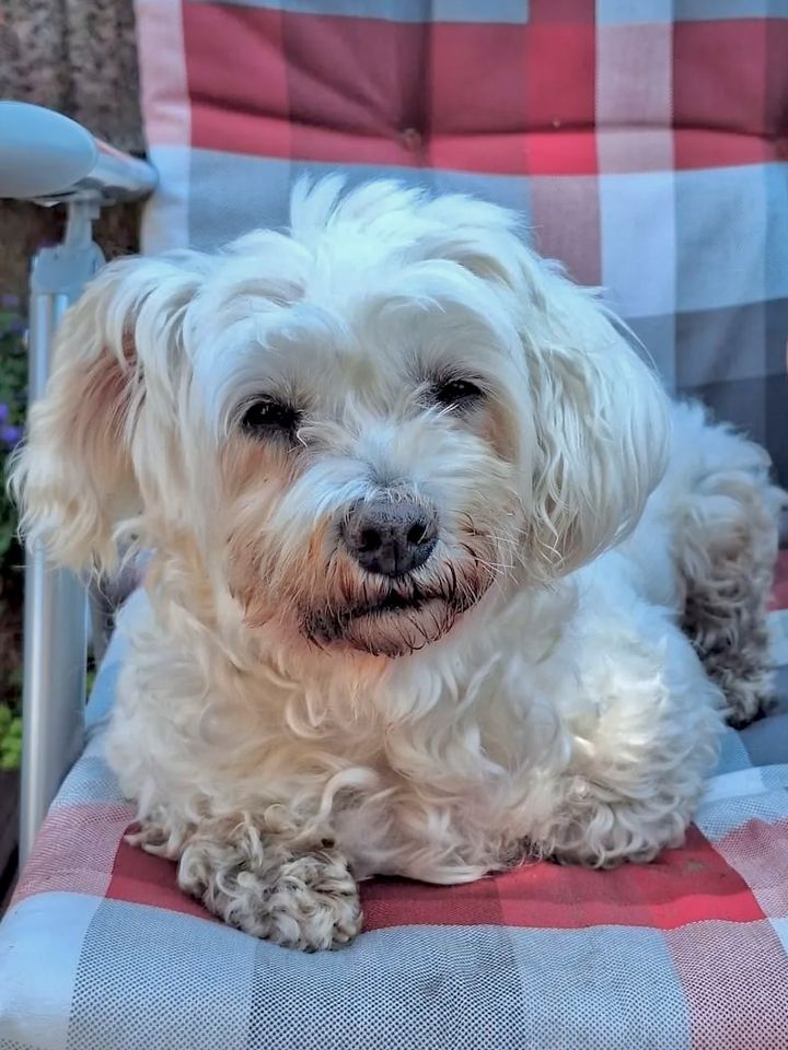 Maltichon (Malteser/Bichon), Hündin, 9 Jahre in Surwold