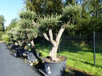 Olivenbaum Pon Pon, E1 250 cm Olive winterhart, Bonsai, Olea Nordrhein-Westfalen - Goch Vorschau
