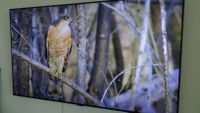 Samsung GQ55Q90T - QLED Smart TV, neuwertiger Zustand Hamburg-Mitte - Hamburg Altstadt Vorschau