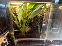 RANA Panorama-Showterrarium Rainforest 60x45x80cm schwarz Nordrhein-Westfalen - Overath Vorschau