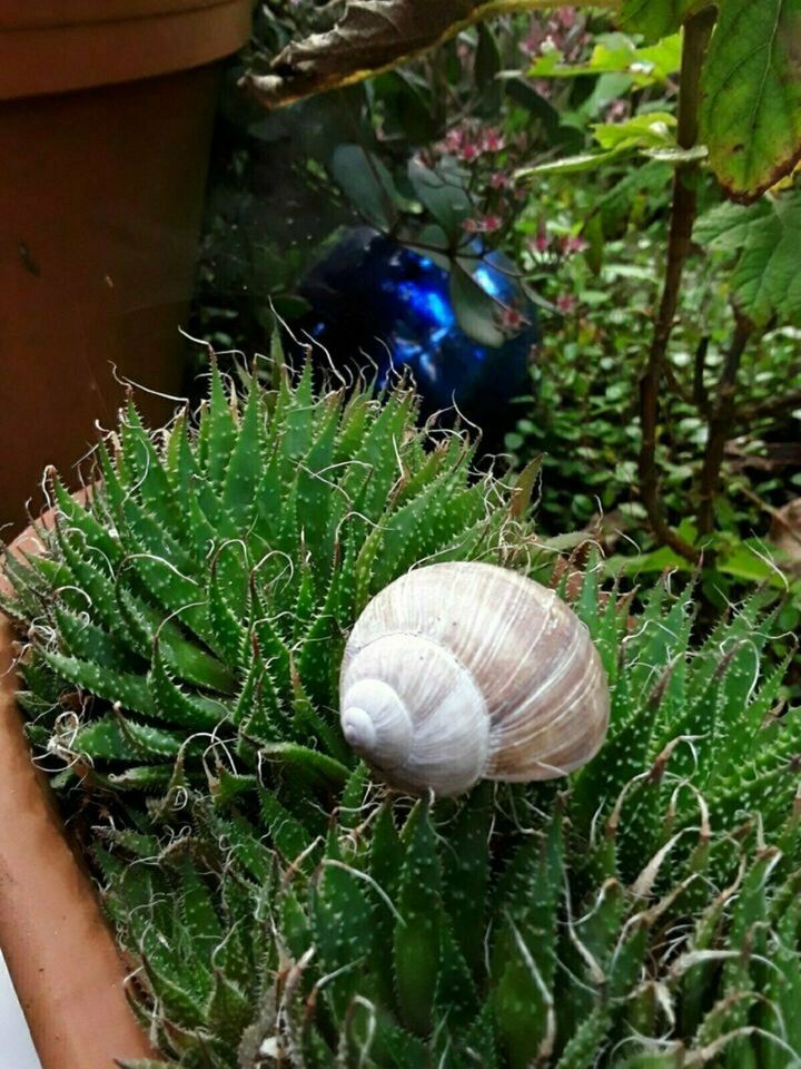 Dekorative Schneckenhäuschen  /  5 Stück  > 1 € in Westerheim