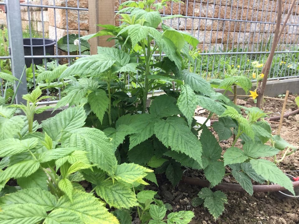 Erdbeeren -Himmbeer -Kräuter Pflanzen Garten in Erkelenz