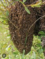 Bienen Bienenschwarm einfangen vom Imker Nordrhein-Westfalen - Mettmann Vorschau
