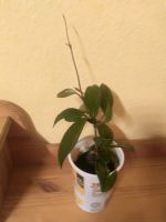 Hoya carnosa/ Wachsblume /Porzellanblume Rheinland-Pfalz - Puderbach Vorschau