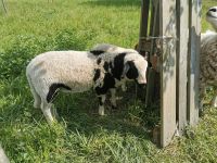 Lamm Bock Krainer Steinschaf Sachsen - Schlegel Vorschau