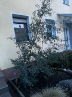 Eukalyptusbaum nur heute! Nordrhein-Westfalen - Wesseling Vorschau
