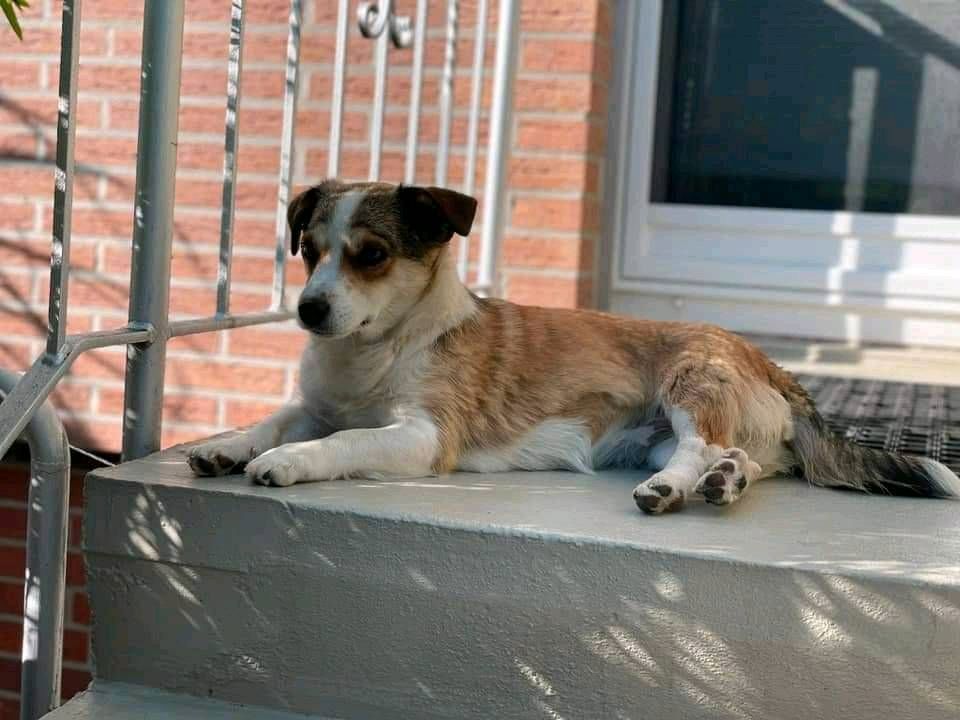 Verschmuste „Nicki“ ❤️ sucht ihr Zuhause! in Bückeburg