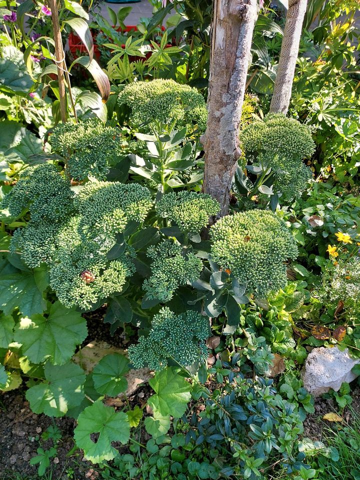 Hohe Fetthenne (Sedum telephium) Ableger Jungpflanzen Stauden in Neresheim